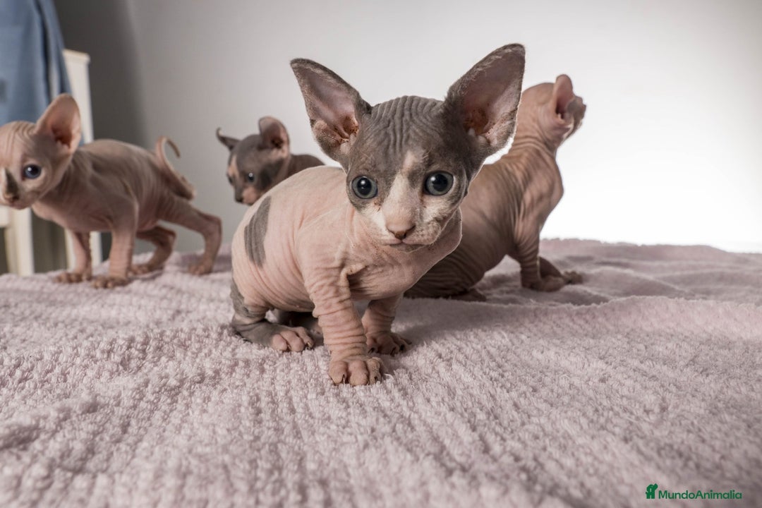 Sphynx gatos en venta: Sprinxt  - Imagen 9