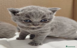 Británico de Pelo Corto Azul gatos en venta: British Shorthair super bonitos - Imagen 17