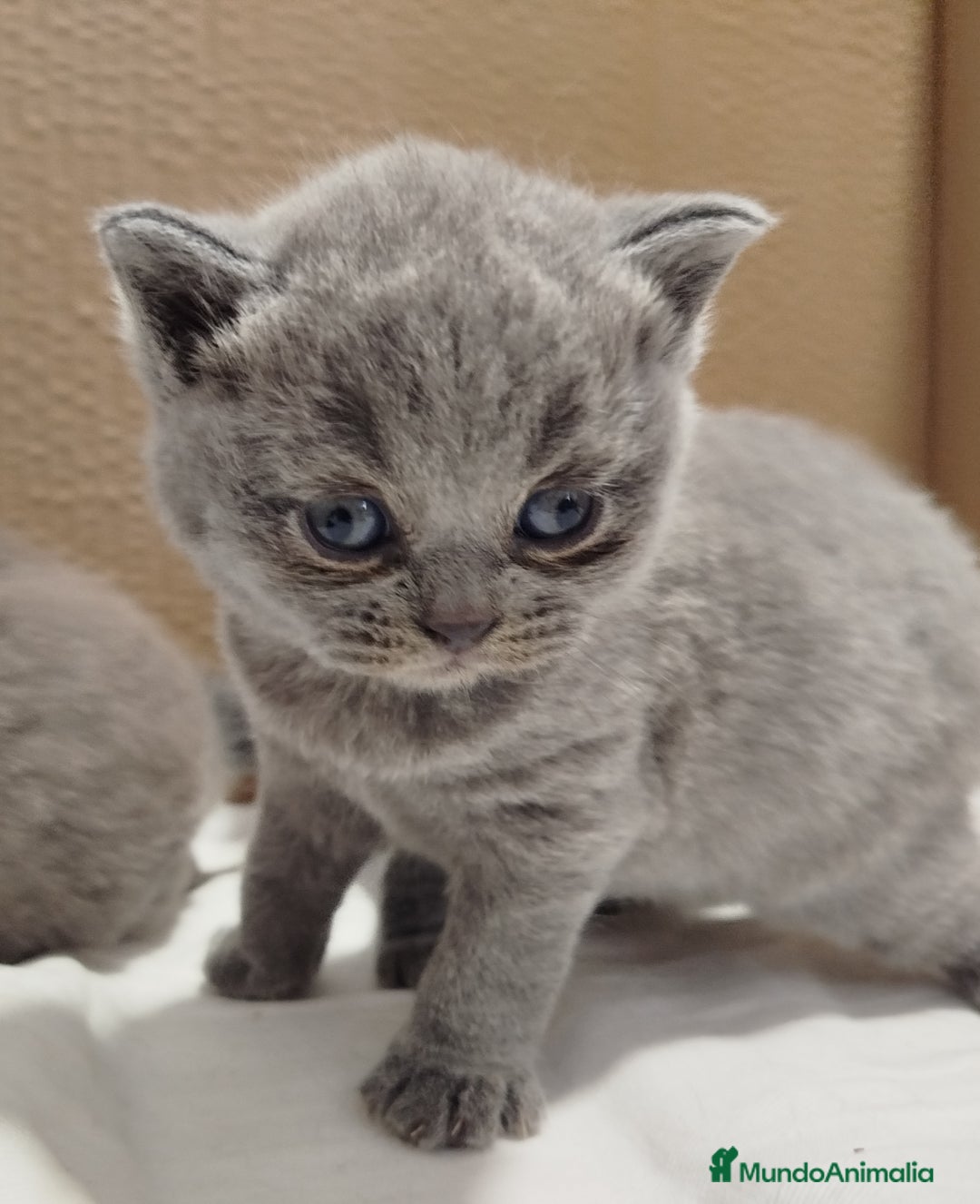 Británico de Pelo Corto Azul gatos en venta: British Shorthair super bonitos - Imagen 17