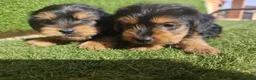 Yorkshire Terrier perros en venta: Cachorros Yorkshire terrier en Zaragoza - Anuncio 9