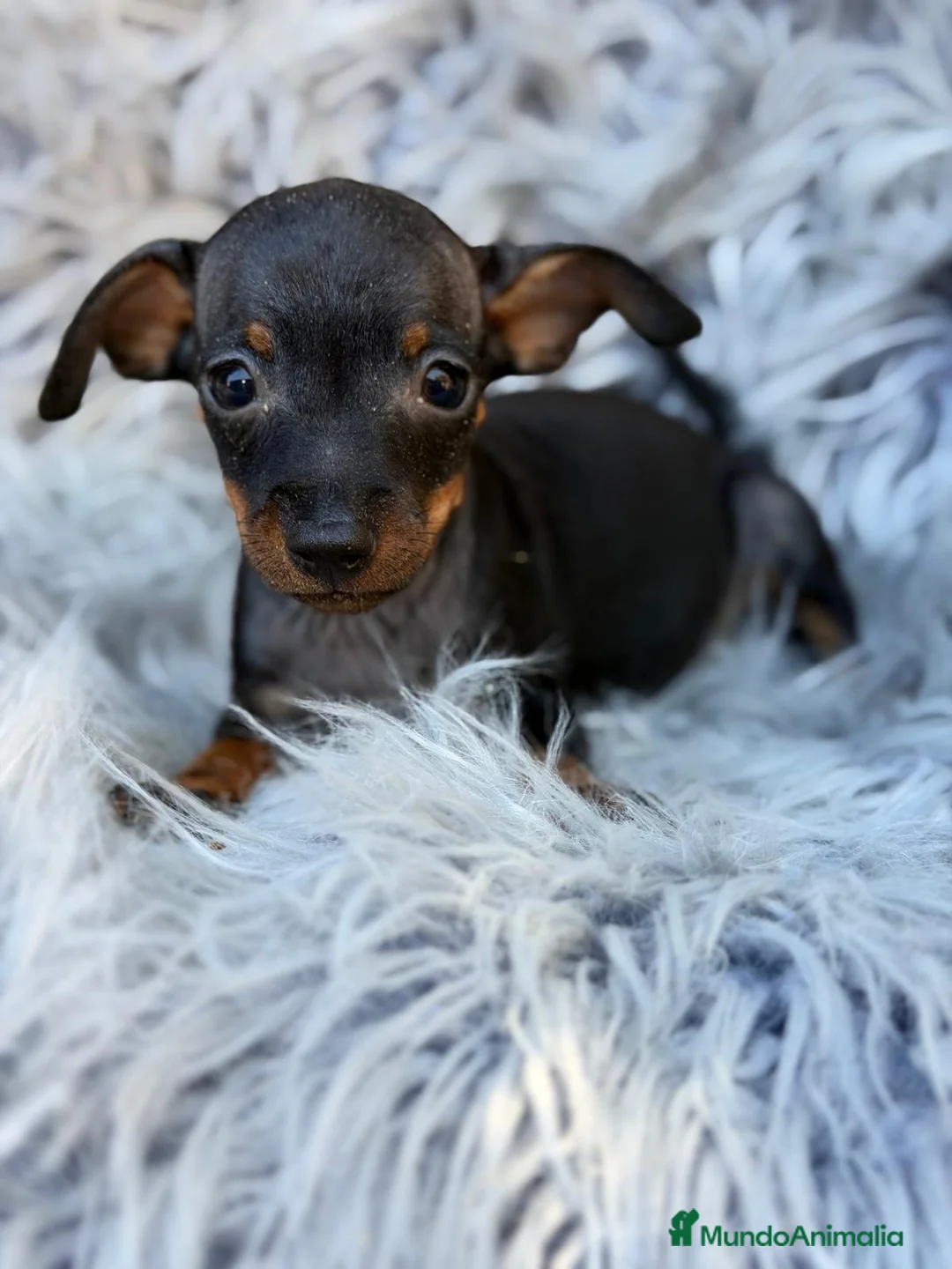Pinscher Miniatura perros en venta: macho pinscher miniatura💙🐾 - Anuncio 2