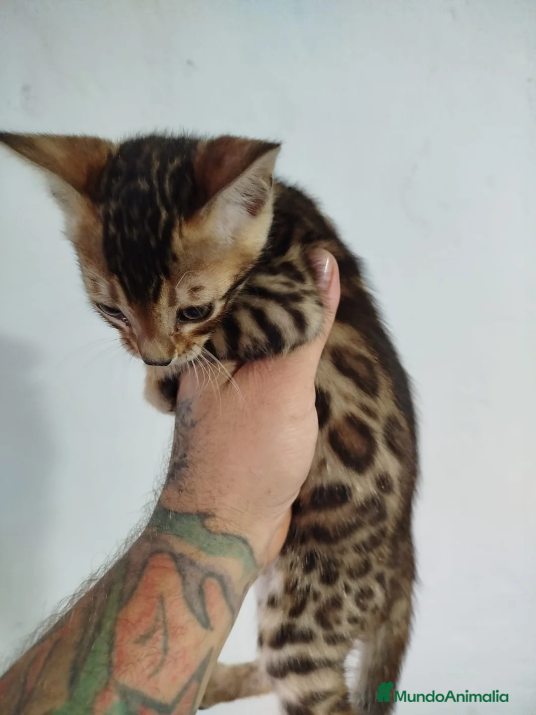 Bengalí gatos en venta: IMPRESIONANTES GATOS BENGALÍ en Madrid - Anuncio 1