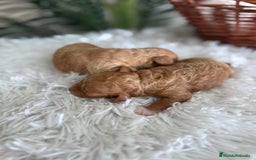 Caniche Toy perros en venta: CANICHE TOY HEMBRA - Imagen 9