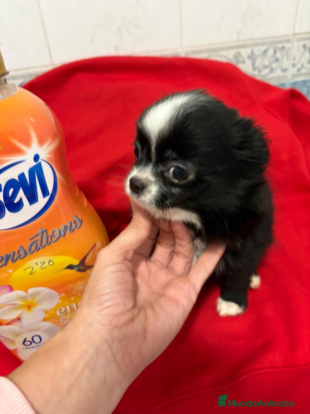 Chihuahua perros en venta: Chihuahua toy pelo largo ruso - Anuncio 3