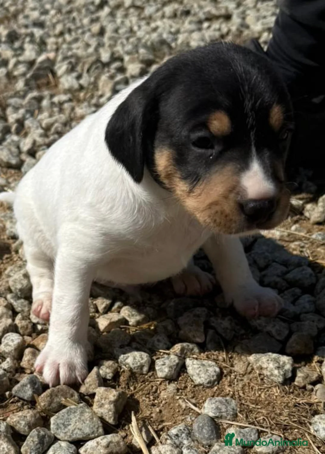 Ratonero Bodeguero Andaluz perros en venta: Bodeguero andaluz hembra  - Anuncio 2