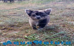 Pomchi perros en venta: Pomchi Hembra de Aspi y Manchitas 6415 AQUANATURA - Imagen 7