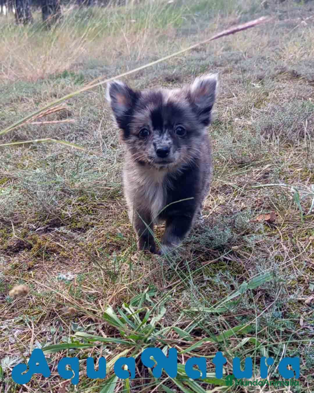 Pomchi perros en venta: Pomchi Hembra de Aspi y Manchitas 6415 AQUANATURA - Imagen 7