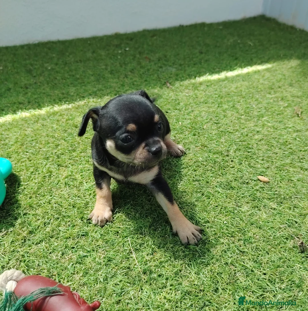 Chihuahua perros en venta: chihuahuas - Anuncio 8