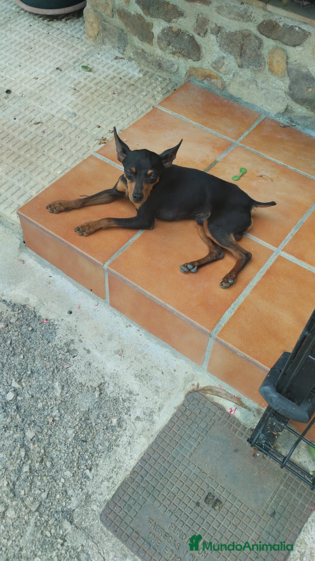 Pinscher Miniatura perros en venta: Pincher pura raza - Imagen 2