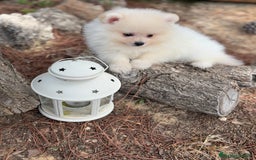 Pomerania perros en venta: Pomerania fotos actuales macho disponible !! - Imagen 7