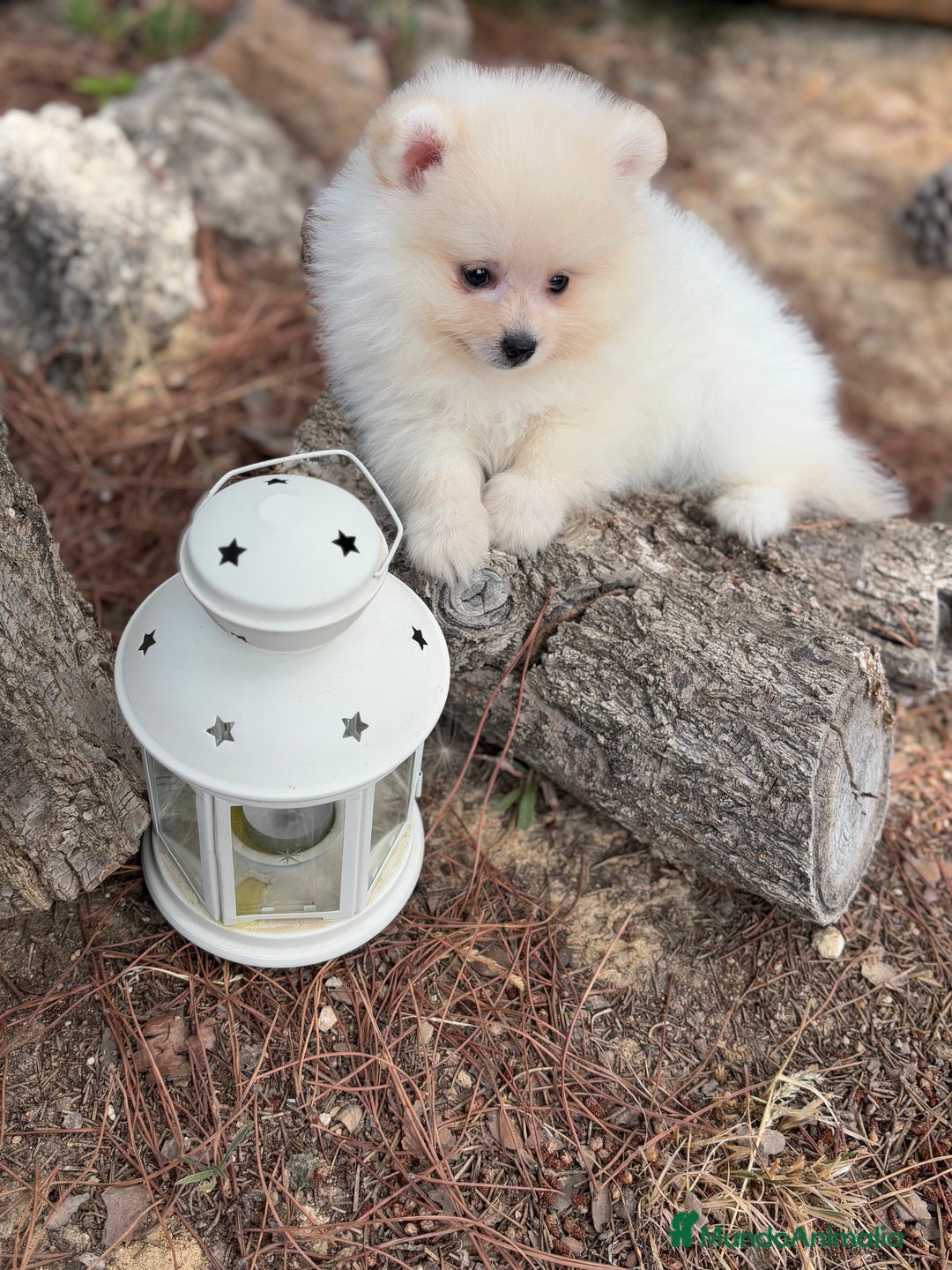 Pomerania perros en venta: Pomerania fotos actuales macho disponible !! - Imagen 7