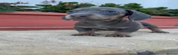 Teckel Miniatura perros en venta: TECKEL MINIATURA – UNA PEQUEÑA MUY ESPECIAL  - Anuncio 5