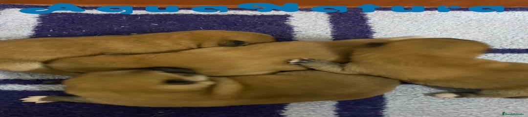 Shiba Inu