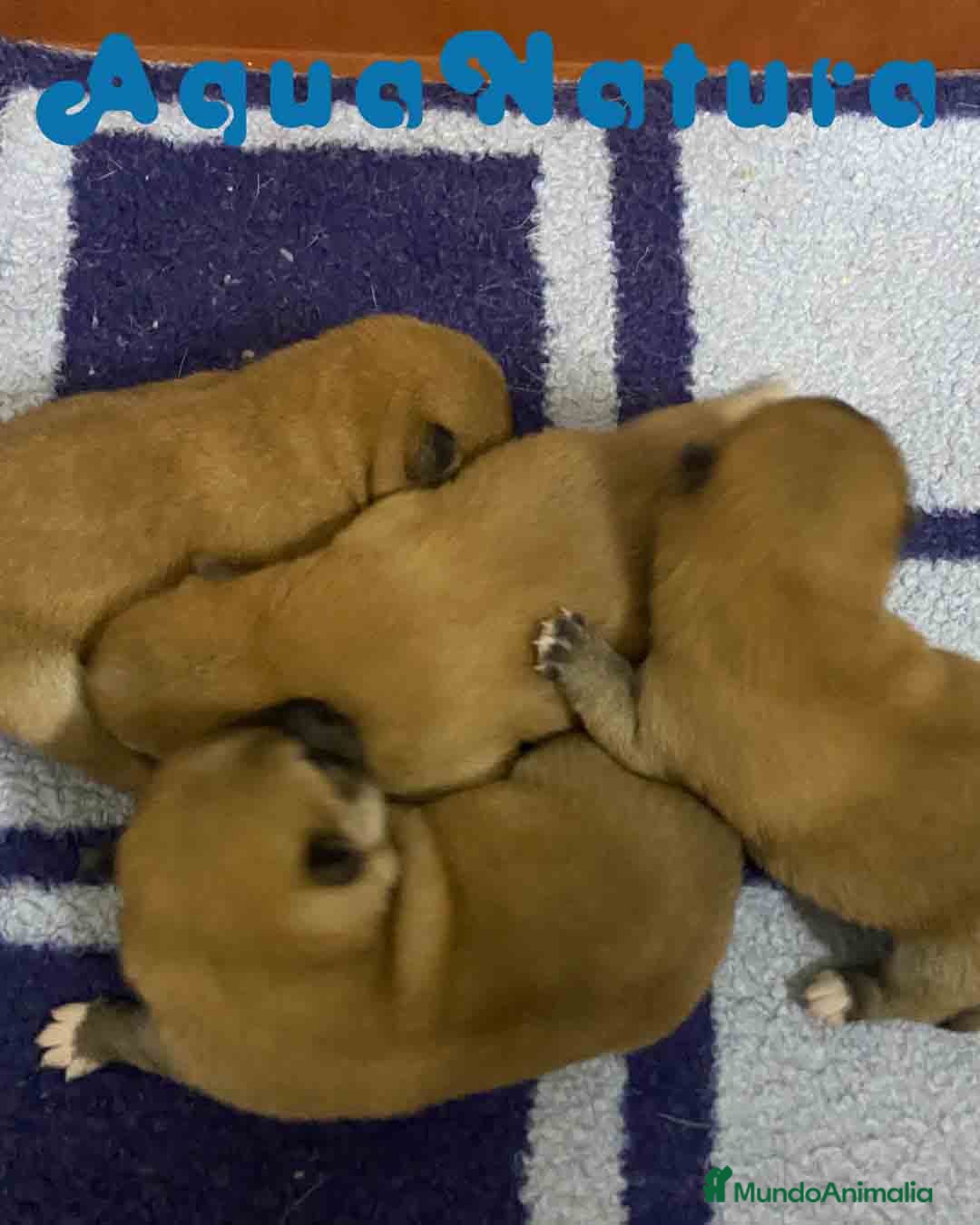 Shiba Inu perros en venta: Shiba Inu Camada de Alba y Simbad AQUANATURA - Imagen 2