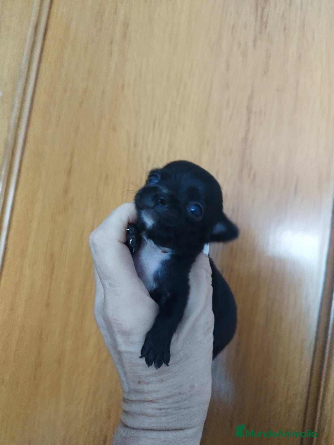 Chihuahua perros en venta: Chihuahua hembra micro toy  - Imagen 11