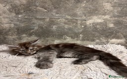 Maine Coon gatos en venta: Maine Coon Black Humo - Imagen 4