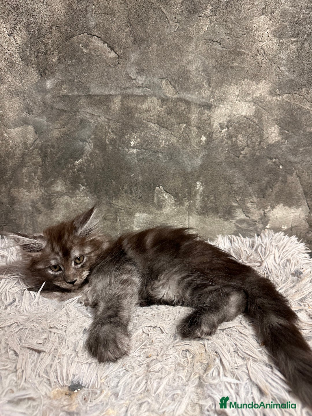 Maine Coon gatos en venta: Maine Coon Black Humo - Imagen 4