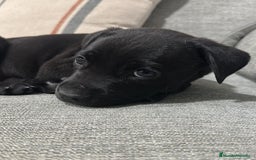 Labrador Retriever perros en venta: Entrañable cachorrito de Labrador - Imagen 1