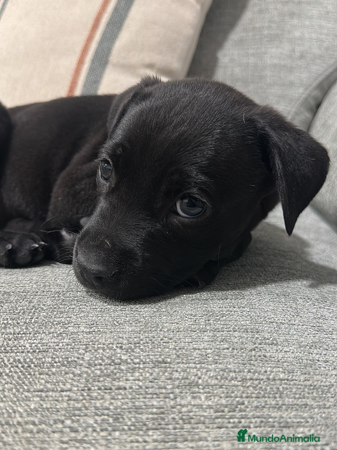 Labrador Retriever perros en venta: Entrañable cachorrito de Labrador - Imagen 1