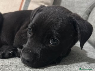 Labrador Retriever perros - Anuncio 1