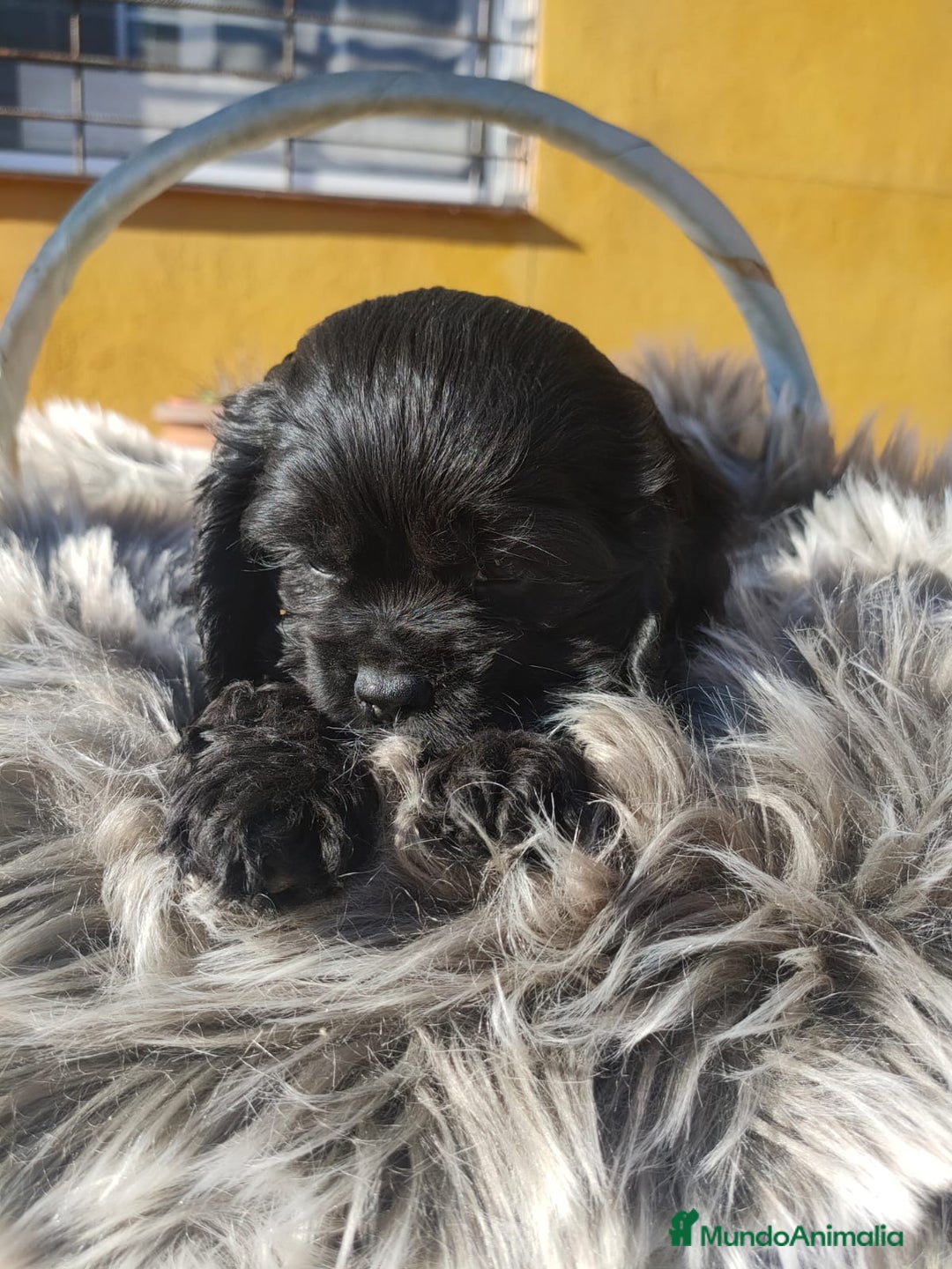 Cocker Spaniel Americano perros en venta: Cocker Americano de Carfi - Anuncio 8