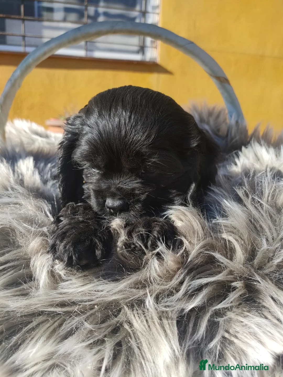 Cocker Spaniel Americano perros en venta: Cocker Americano de Carfi - Anuncio 8