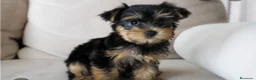 Yorkshire Terrier perros en venta: Yorkshire miniatura  - Anuncio 4