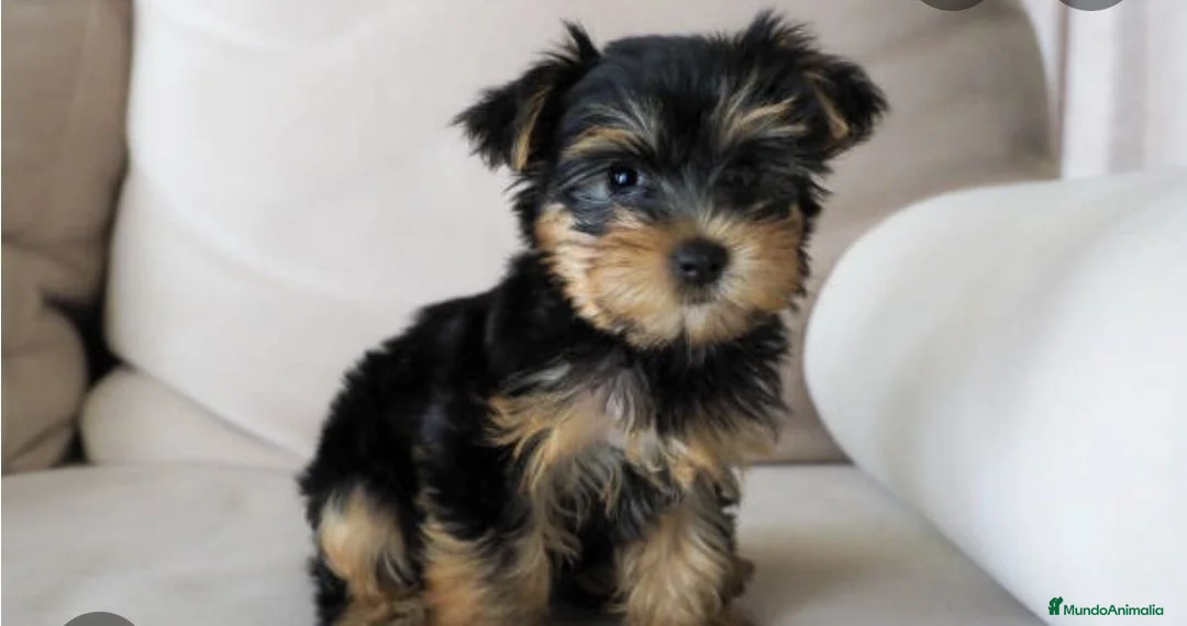 Yorkshire Terrier perros en venta: Yorkshire miniatura  - Anuncio 4