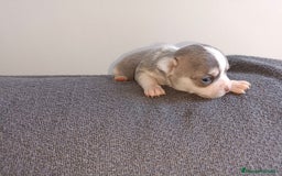 Chihuahua perros en venta: Chihuahua mini toy  - Imagen 6
