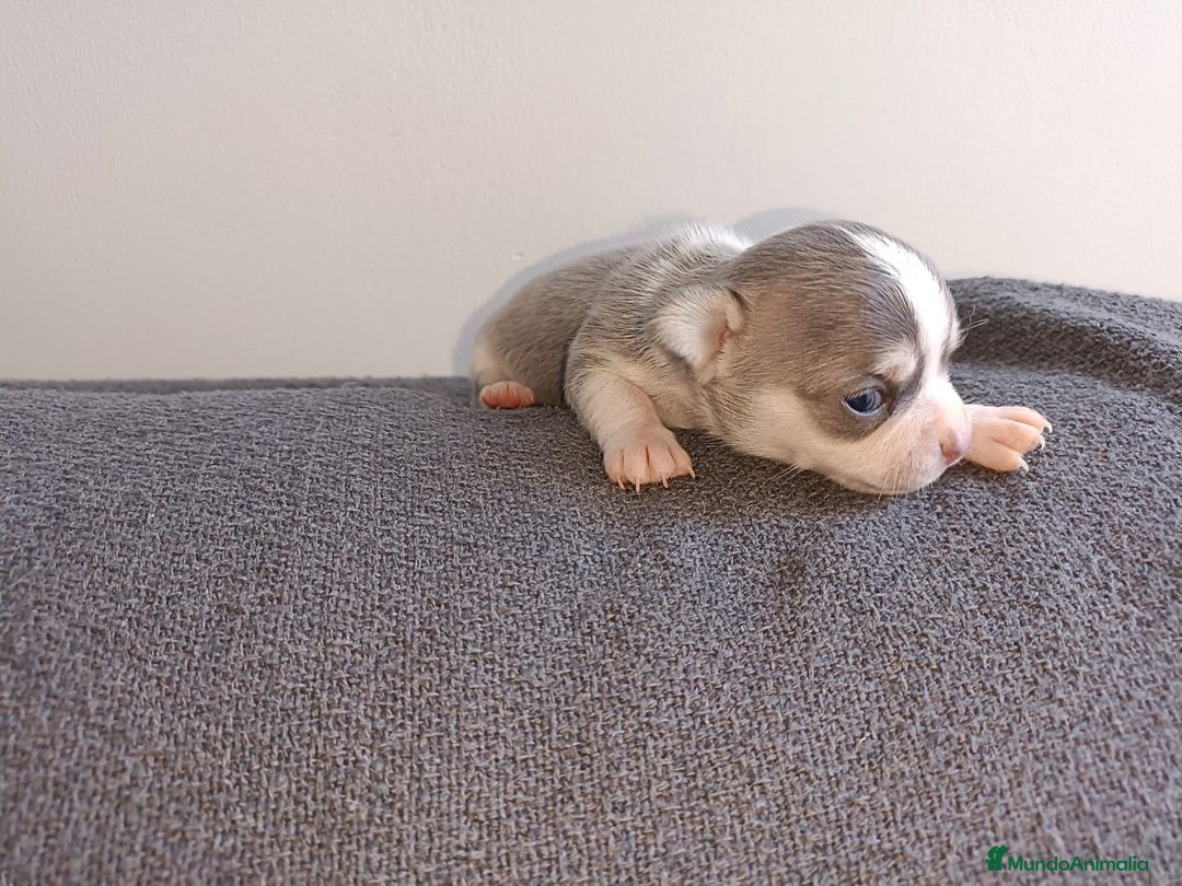 Chihuahua perros en venta: Chihuahua mini toy  - Imagen 6