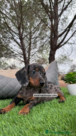 Teckel perros en Asturias - Anuncio 15