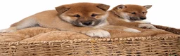 Shiba Inu perros en venta: CACHORRITOS SHIBA INU - Anuncio 1