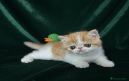 Exótico de Pelo Corto gatos en venta: 🐯 EXOTIC SHORTHAIR RED TABBY & WHITE - Imagen 5