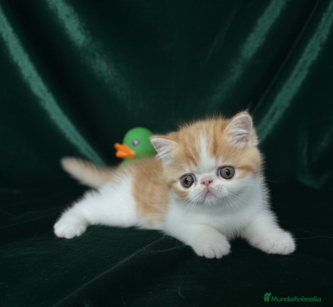 Exótico de Pelo Corto gatos en venta: 🐯 EXOTIC SHORTHAIR RED TABBY & WHITE - Imagen 5
