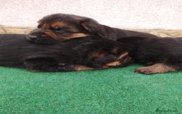 Pastor Alemán perros en venta: Cachorros de pastor alemán  - Imagen 10