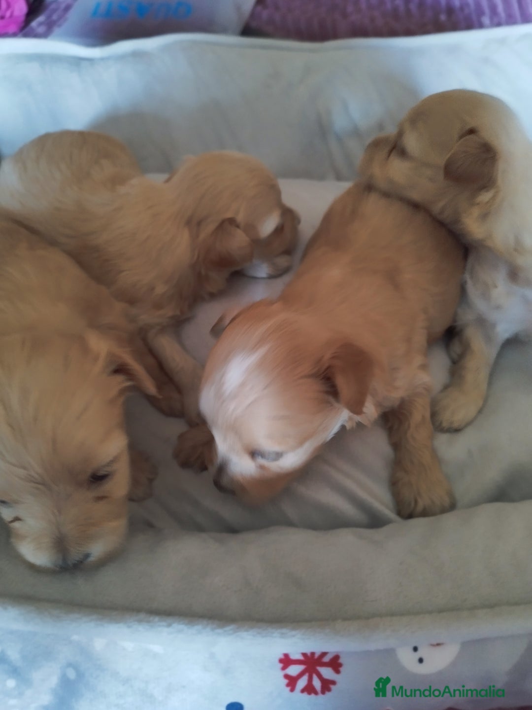 Maltipoo perros en venta: Maltipoo calidad y selección  - Imagen 1
