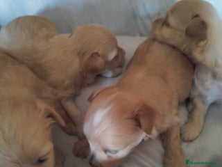 Maltipoo perros - Anuncio 6