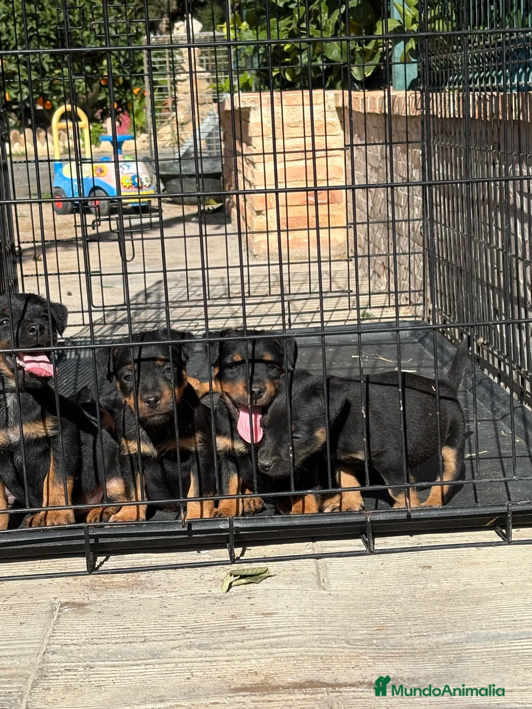 Terrier Alemán de Caza perros en venta: Disponibles cachorros Jagd terrier  - Anuncio 4