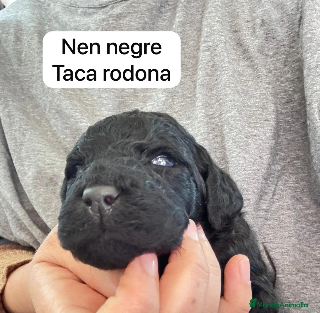 Labradoodle perros en venta: Preciosos cachorros - Anuncio 9