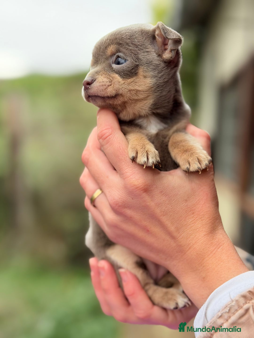 Chihuahua perros en venta: Chihuahua Minitoy  - Anuncio 3