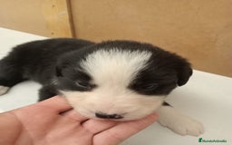 Border Collie perros en venta: Border collie  - Imagen 6
