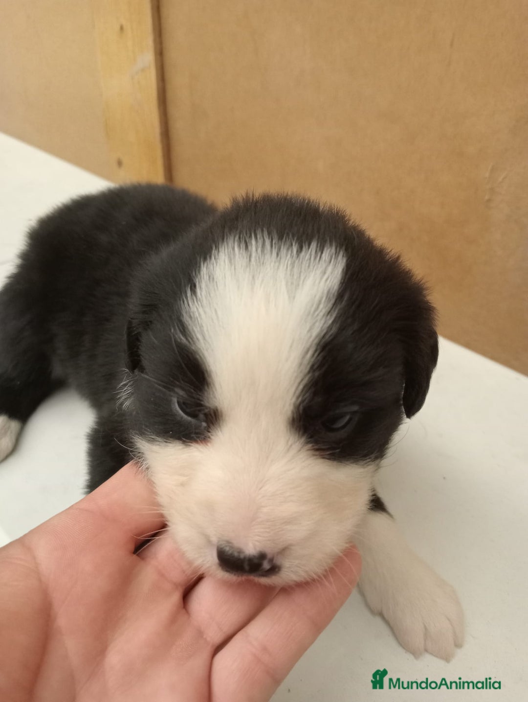 Border Collie perros en venta: Border collie  - Imagen 6