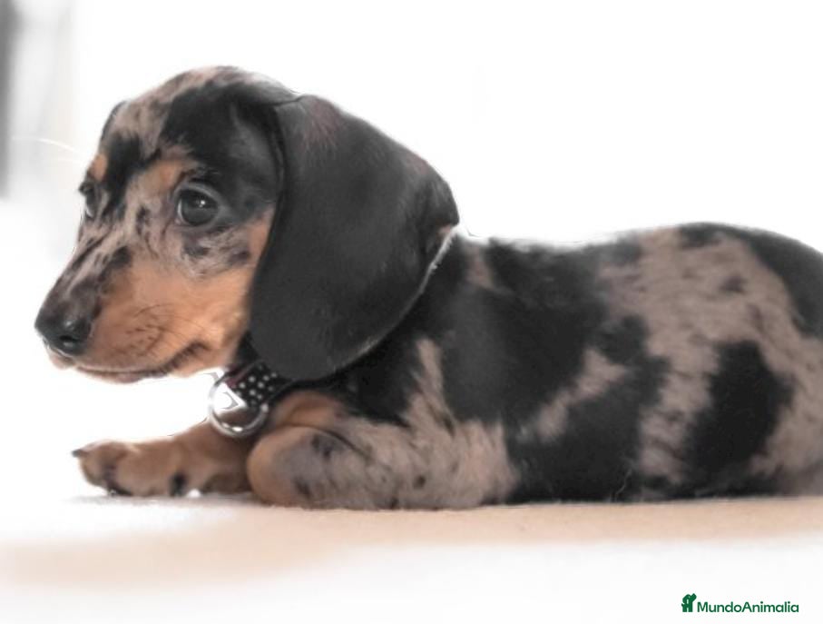 Teckel Miniatura perros Teckel - Anuncio 2