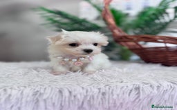 Bichón Maltés perros en venta: BICHON MALTES HEMBRA - Imagen 11