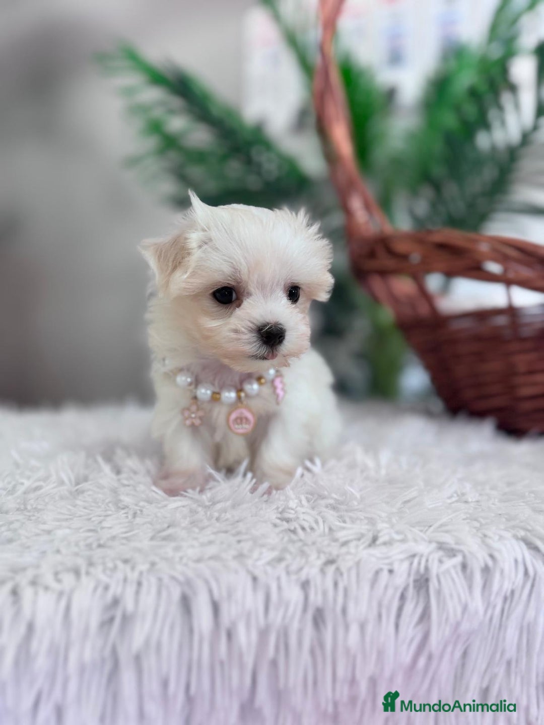 Bichón Maltés perros en venta: BICHON MALTES HEMBRA - Imagen 11