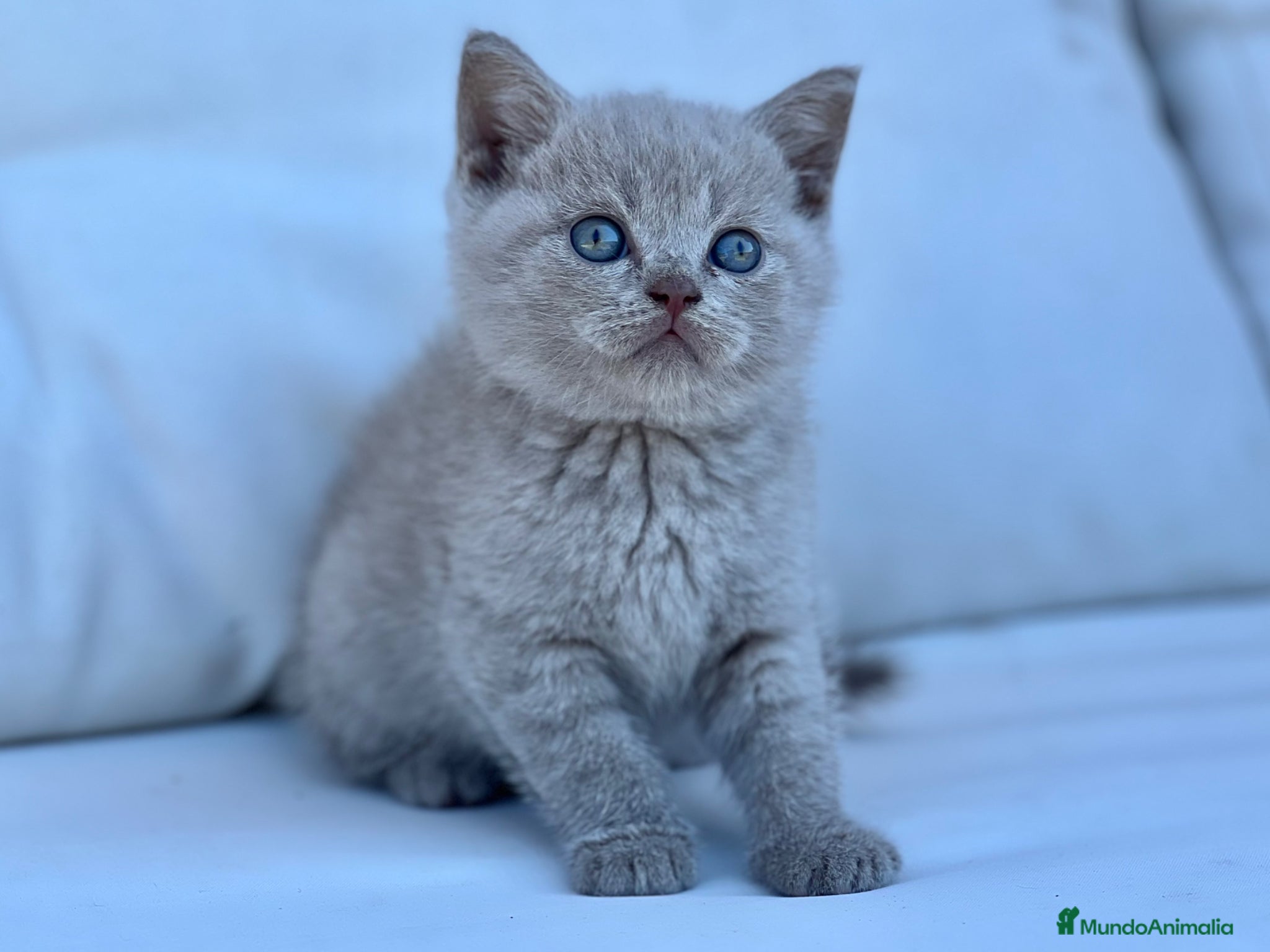 Británico de Pelo Corto gatos BRITISHSHORTHAIR LILAC ESPECTACULAR! - Anuncio 2