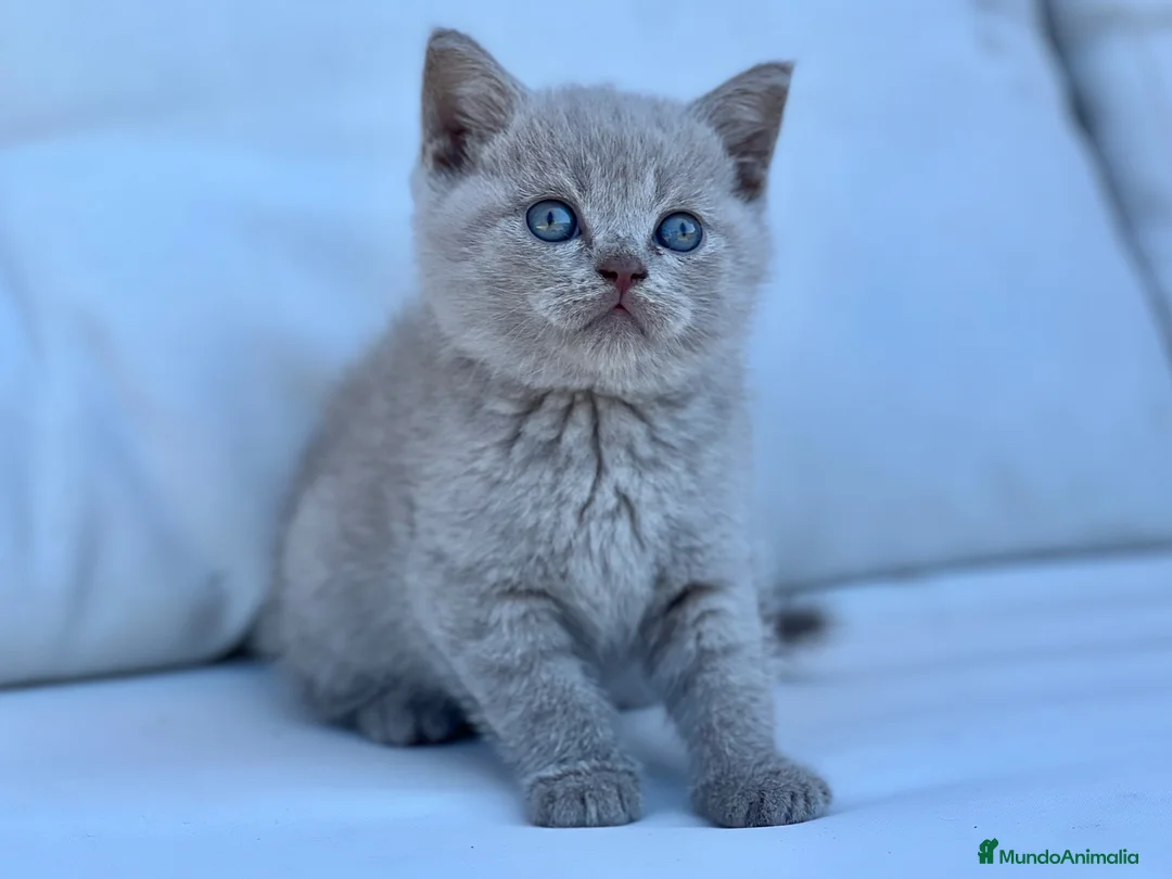 Británico de Pelo Corto gatos en venta: BRITISHSHORTHAIR LILAC ESPECTACULAR! - Anuncio 1