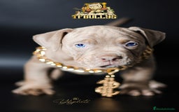 American Bully perros en venta: Cachorros American Bully tricolor lilac - Imagen 4