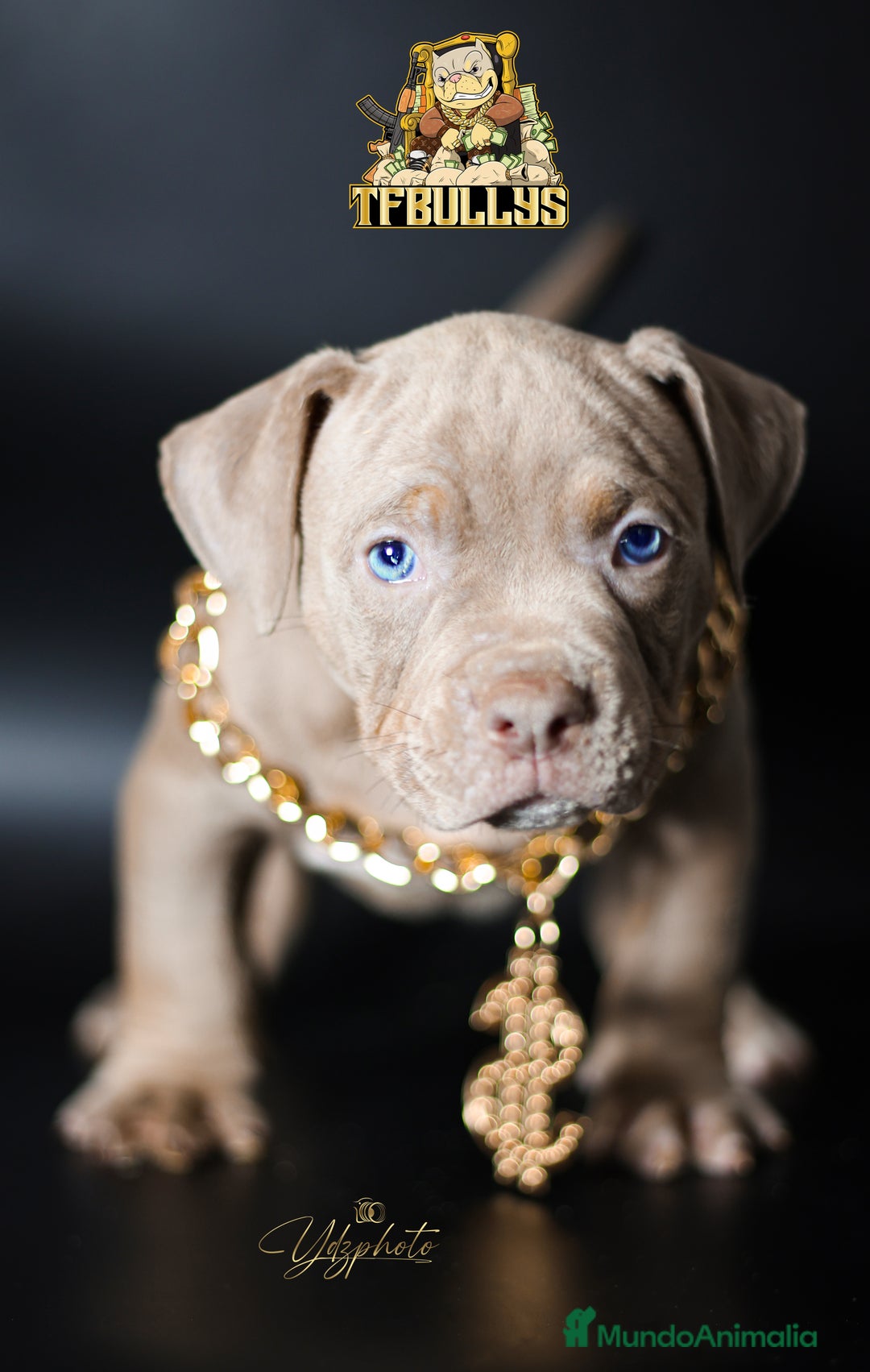 American Bully perros en venta: Cachorros American Bully tricolor lilac - Imagen 4