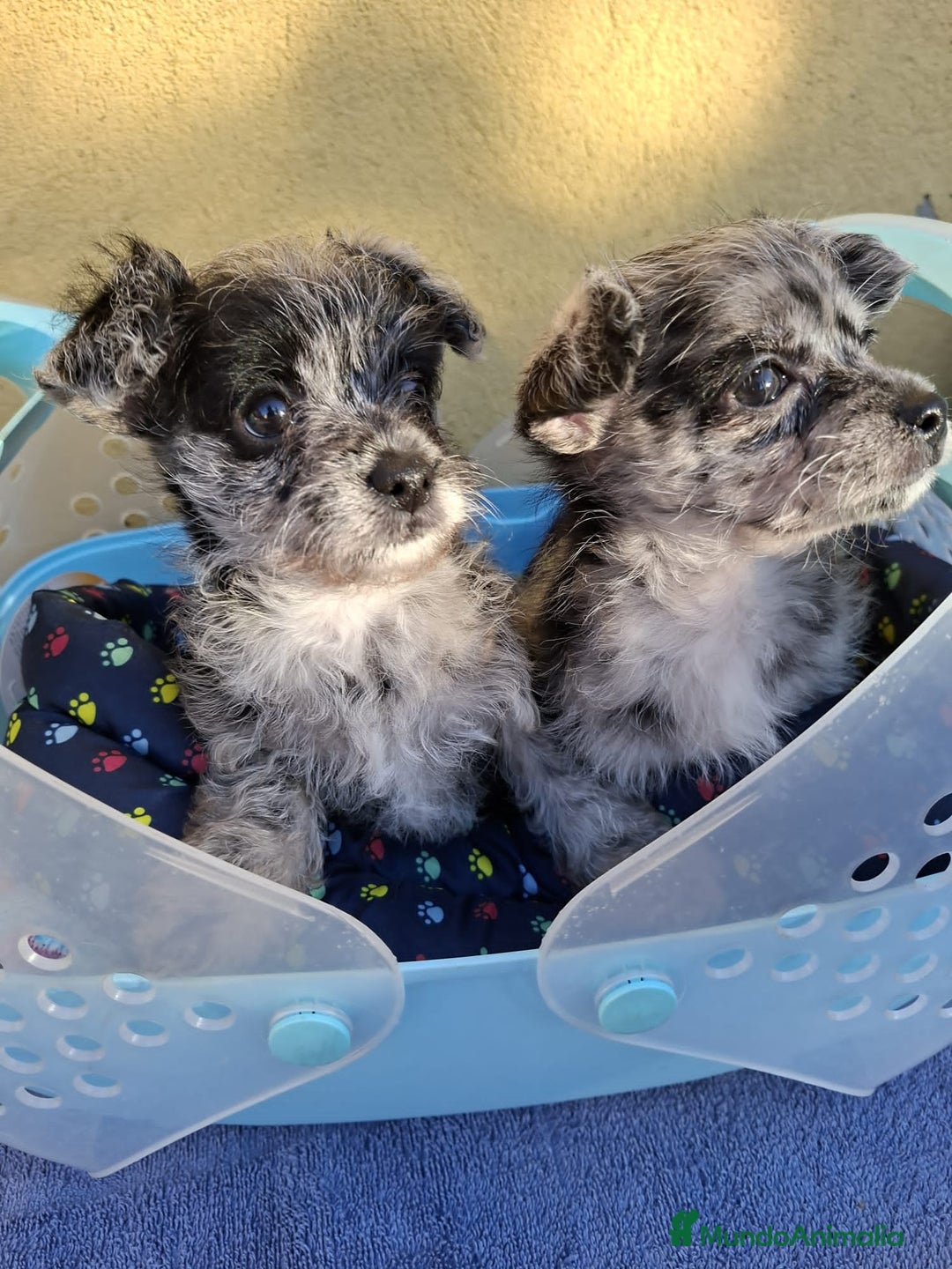 Raza Mixta perros en venta: Chipoo merles - Anuncio 4